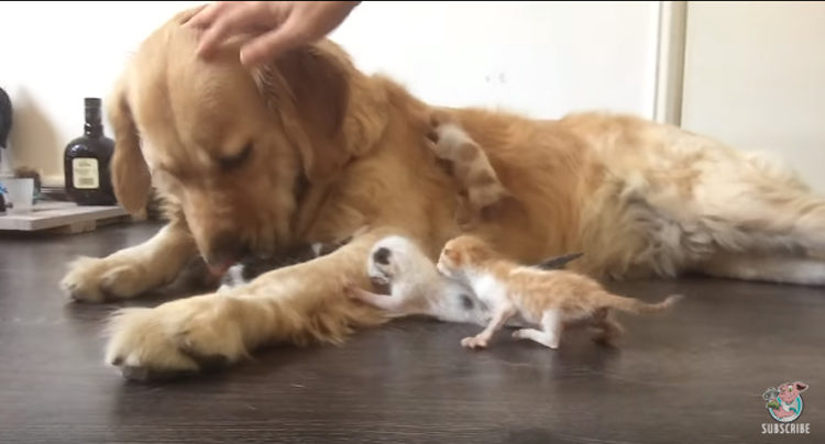 Golden Retriever adopta gatitos