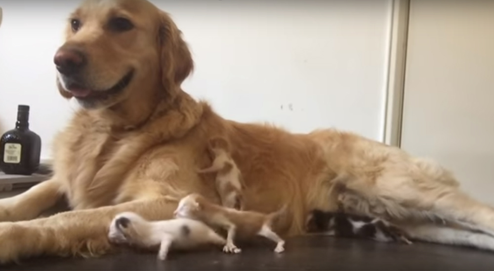 Una perrita adopta a cuatro gatitos rescatados y conmueve a millones por su amor maternal