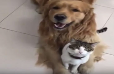 Perro y Gato Foto