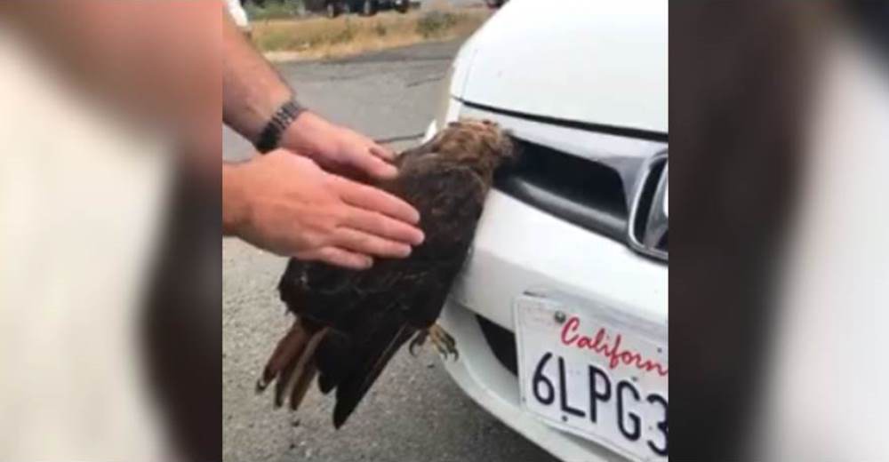 Increíble rescate de un halcón atorado en la parrilla de un auto que iba a toda velocidad