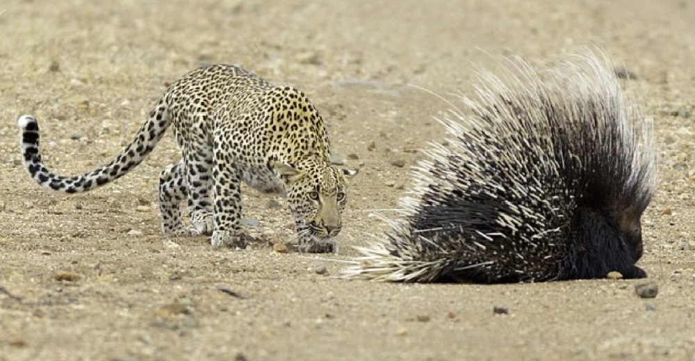 El curioso enfrentamiento entre un pequeño y valiente puercoespín y un hambriento leopardo