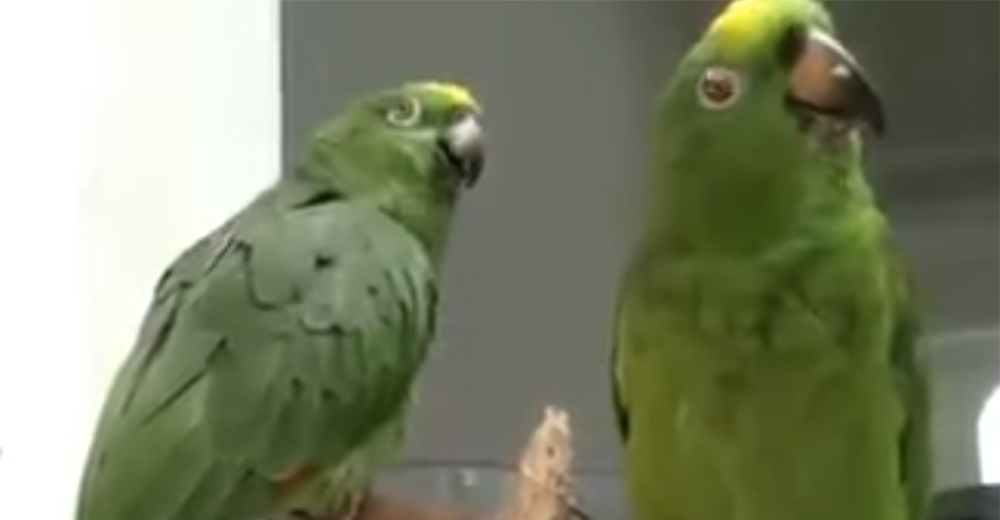Loritos aprenden a cantar «Alabaré a mi Señor» y todos quedan atónitos con sus voces Loritos aprenden a cantar «Alabaré a mi Señor» y todos quedan atónitos con sus voces