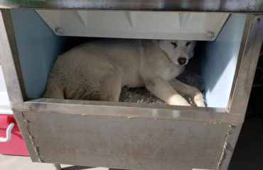 Mako The Husky