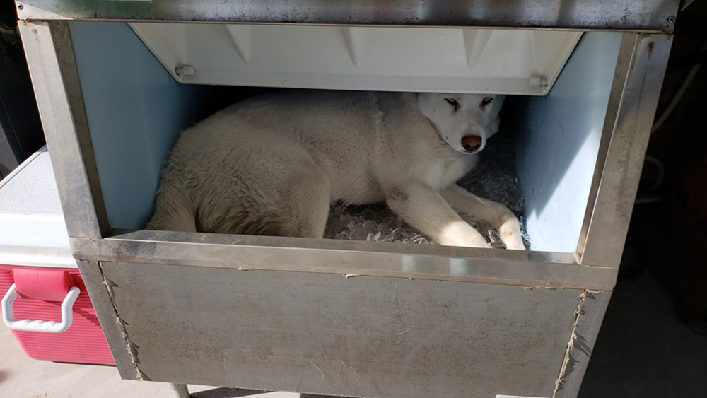 Mako The Husky