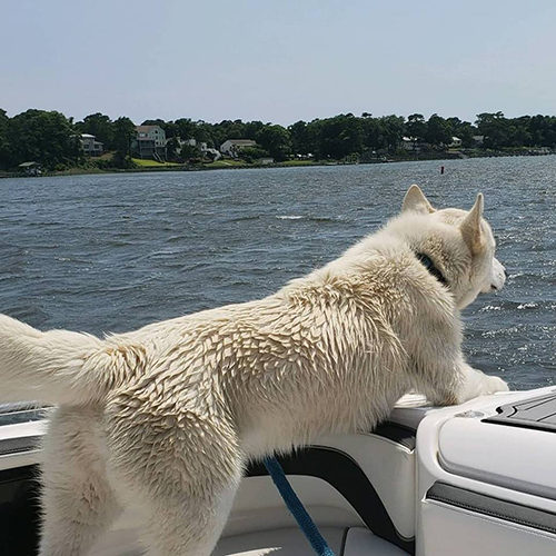 Mako The Husky