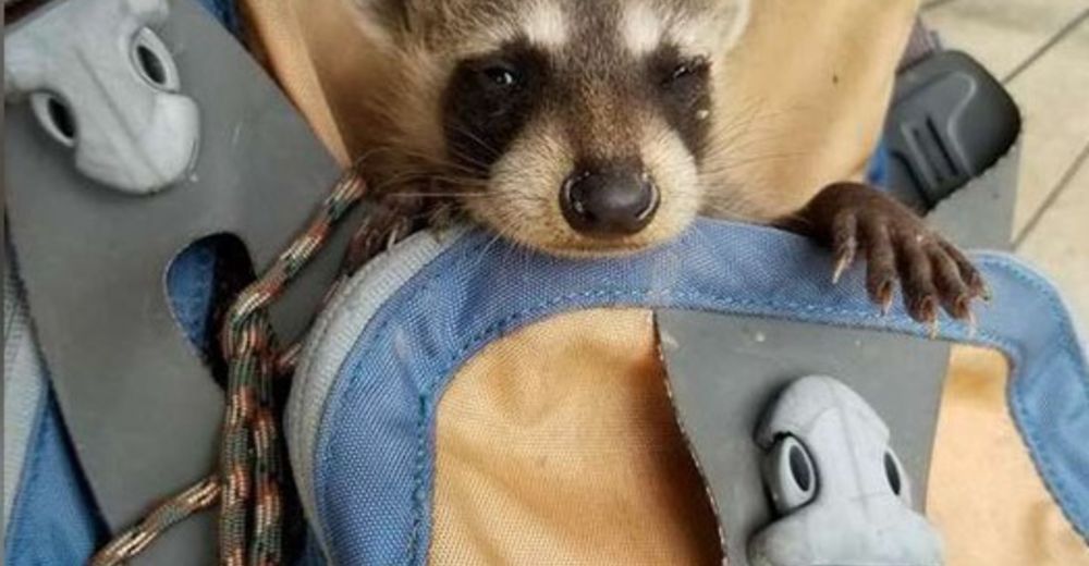 Un ciclista encuentra a un bebé mapache extraviado y lo rescata de la manera más adorable Un ciclista encuentra a un bebé mapache extraviado y lo rescata de la manera más adorable