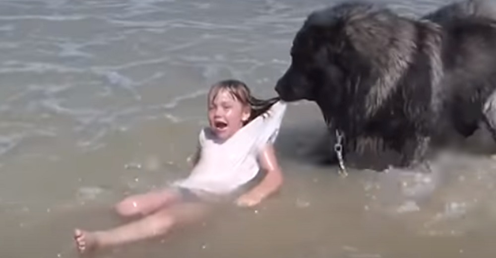 Un perro confundido tira con desesperación de la la camiseta de una niña en el mar Un perro confundido tira con desesperación de la la camiseta de una niña en el mar
