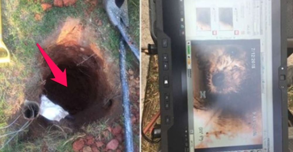 Una perrita cae en un profundo alcantarillado y rescatarla se convierte en una misión imposible Una perrita cae en un profundo alcantarillado y rescatarla se convierte en una misión imposible