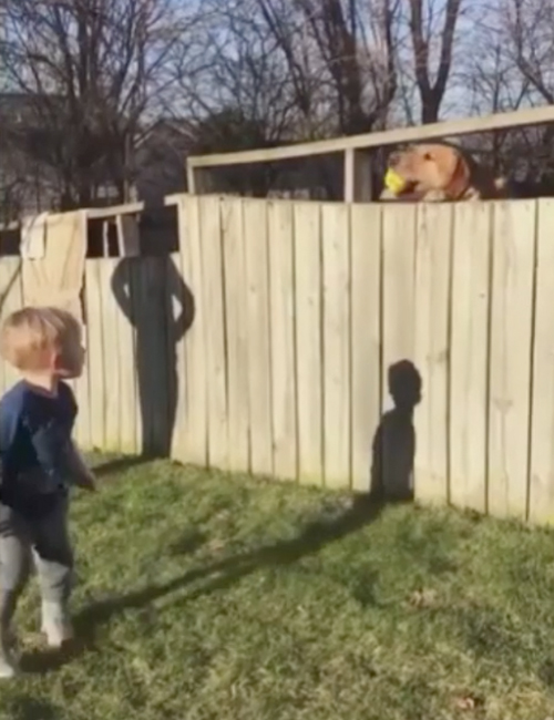 Niño y Perro jugando