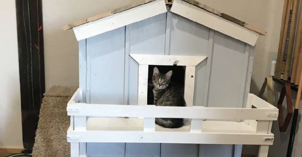 Un niño adora tanto a su gato adoptado que tiene la más tierna idea para que se sienta en «casa» Un niño adora tanto a su gato adoptado que tiene la más tierna idea para que se sienta en «casa»