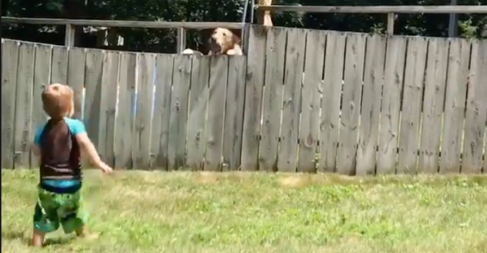 Un niño de 2 años y el perro del vecino se las ingenian para jugar a pesar de la cerca Un niño de 2 años y el perro del vecino se las ingenian para jugar a pesar de la cerca