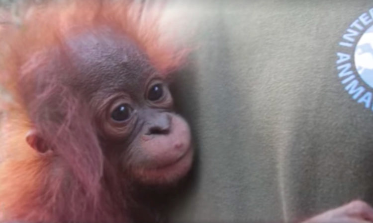 Orangután Borneo