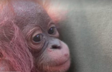 Orangután Borneo