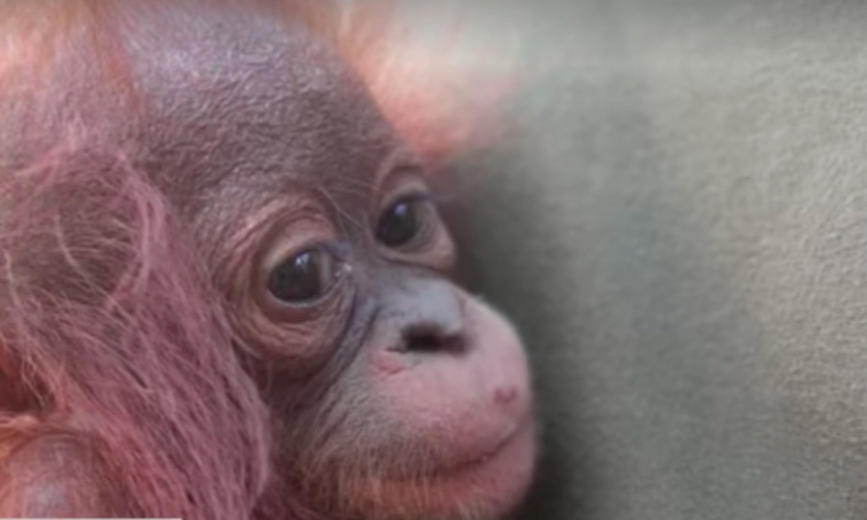 Orangután Borneo