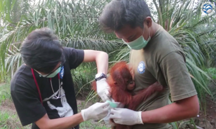 Orangután Borneo