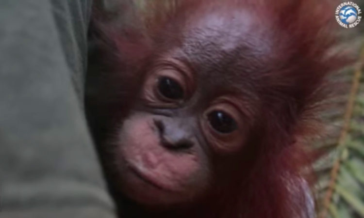 Orangután Borneo