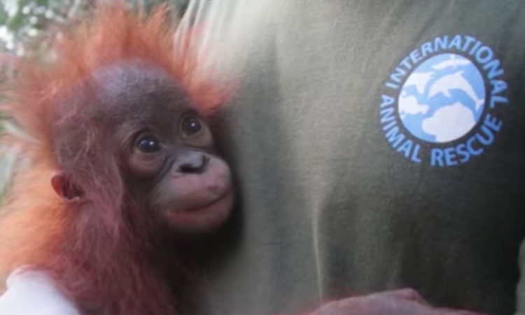 Orangután Borneo