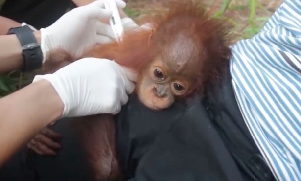 Orangután Borneo