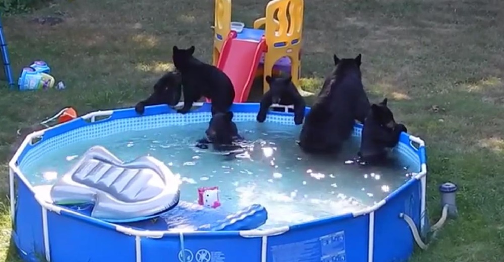 Una familia de osos se zambulle en una piscina ante los atónitos ojos de los dueños de la casa Una familia de osos se zambulle en una piscina ante los atónitos ojos de los dueños de la casa
