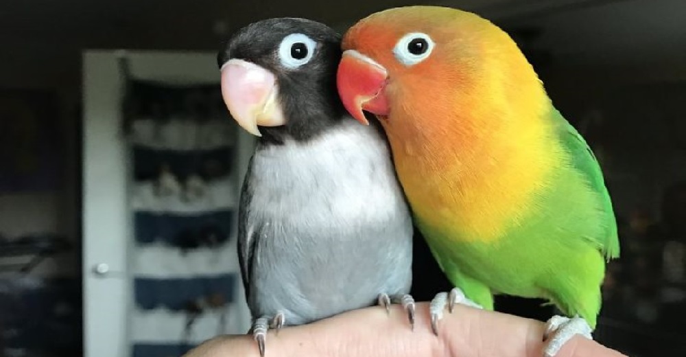 La tierna historia amor de un lorito y su «novia gótica» que enamoró por completo a las redes La tierna historia amor de un lorito y su «novia gótica» que enamoró por completo a las redes