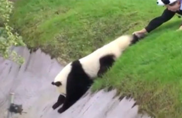 Panda Japón
