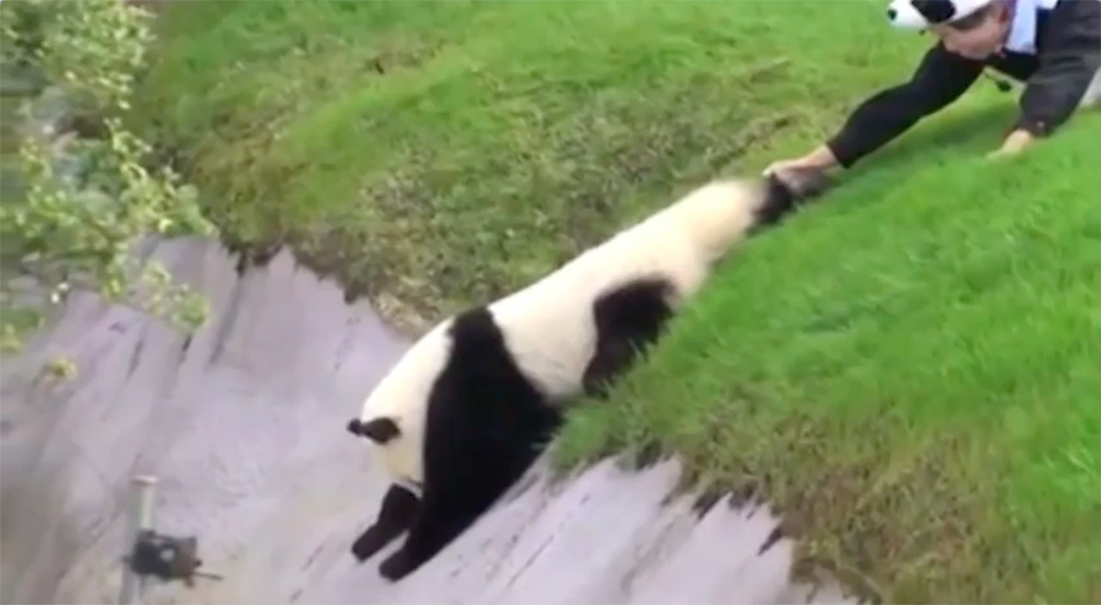 Panda Japón