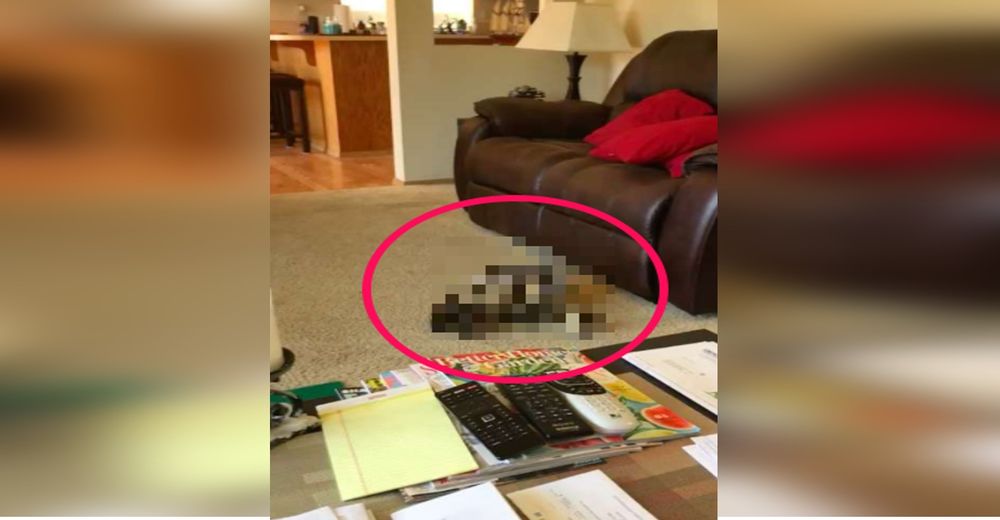 Traviesa «familia» invade este hogar y su desparpajo al sentirse como en casa conmueve en la red Traviesa «familia» invade este hogar y su desparpajo al sentirse como en casa conmueve en la red