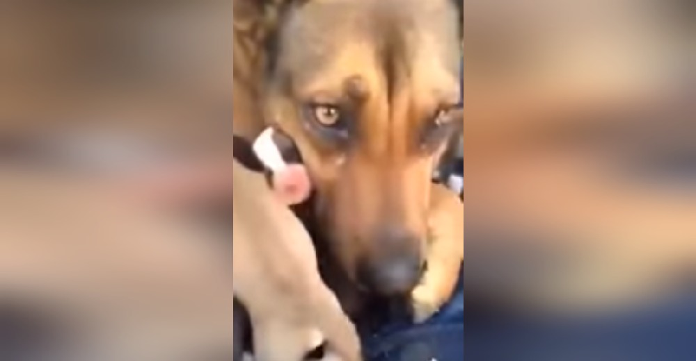 El emotivo video de una perrita rescatada que parece derramar lágrimas causa polémica en la red