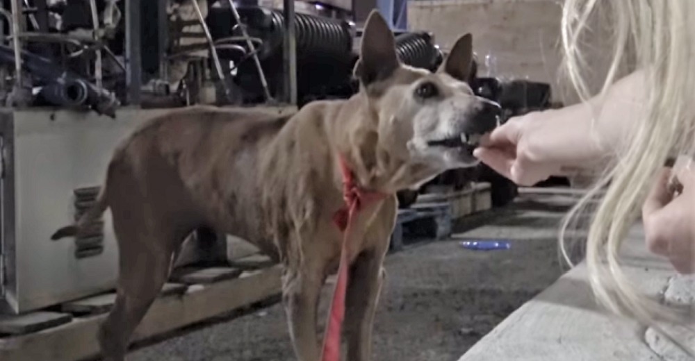 Encuentran a una perrita anciana vagando entre cajas, pero ella no confiaba en ningún humano