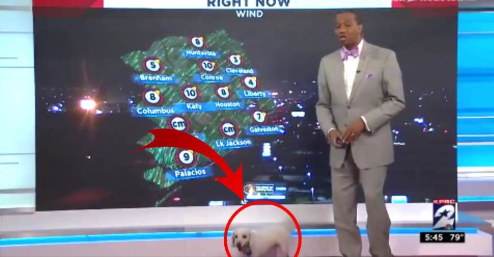 Un cachorro sin hogar interrumpe una importante transmisión en vivo y el reportero reacciona
