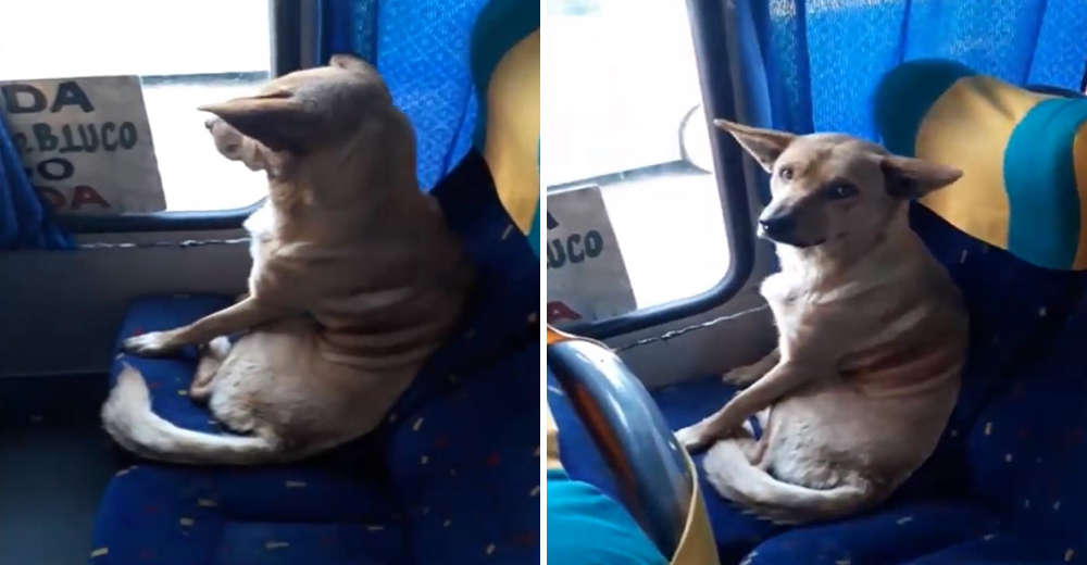 Las redes aclaman al buen hombre que permitió que un perro callejero permaneciera en su autobús