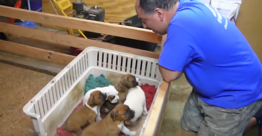 Nada parecía hacer dormir a sus cachorros y este hombre lo consigue del modo más adorable