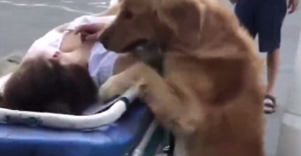 Su dueña queda inconsciente, pero su leal amigo hará de todo por acompañarla hasta el final Su dueña queda inconsciente, pero su leal amigo hará de todo por acompañarla hasta el final