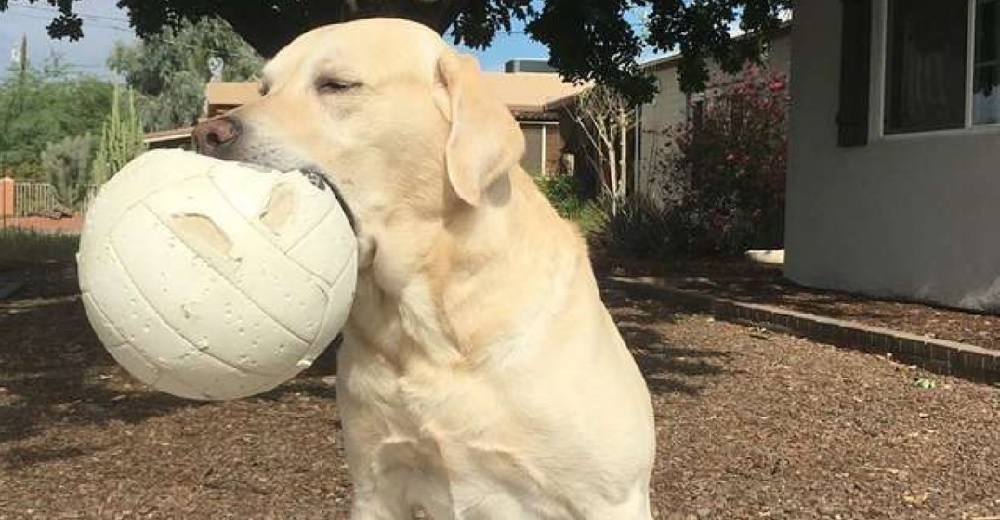 Su perro descubre un balón de voleibol viejo abandonado y cae perdidamente loco de amor Su perro descubre un balón de voleibol viejo abandonado y cae perdidamente loco de amor