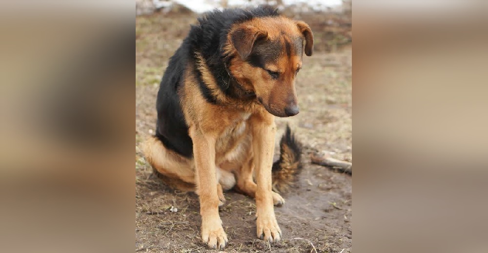 Le ordenaron no moverse y el perro esperó una semana sin entender que no volverían