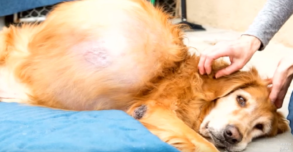 Abandonan a un hermoso golden en la playa porque tenía un tumor de 20 Kg Abandonan a un hermoso golden en la playa porque tenía un tumor de 20 Kg