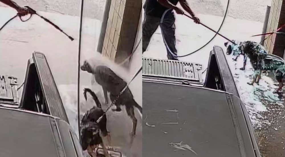 Perros Autolavado