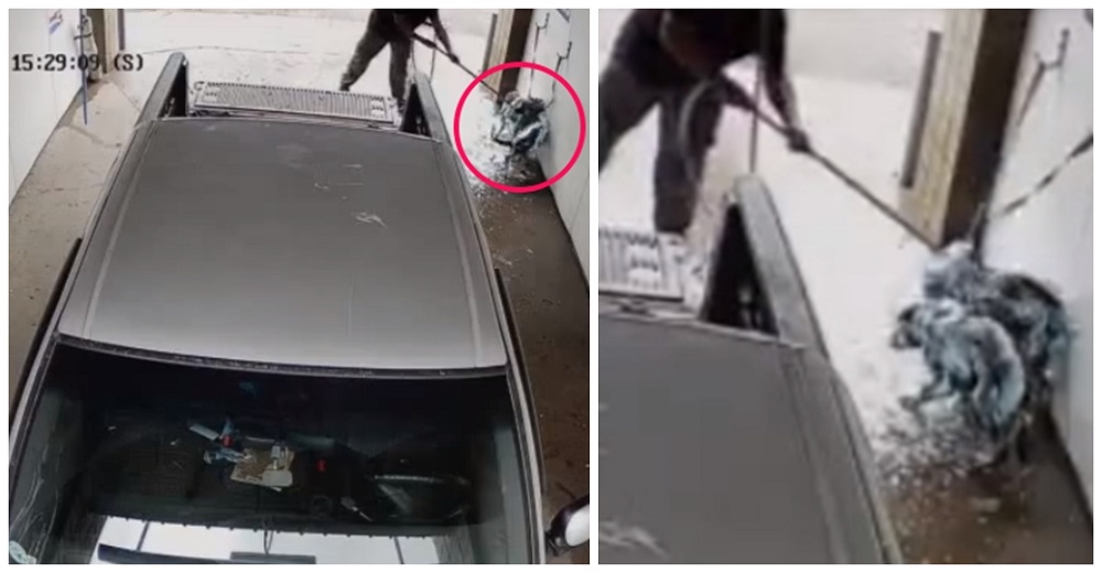 Graban al hombre que «lavó» y cepilló a sus perros como si fueran un coche Graban al hombre que «lavó» y cepilló a sus perros como si fueran un coche
