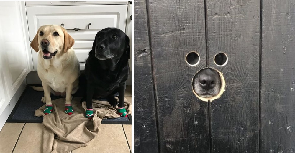 Los pequeños agujeros en la puerta que convirtieron a unas perritas en las perfectas espías Los pequeños agujeros en la puerta que convirtieron a unas perritas en las perfectas espías