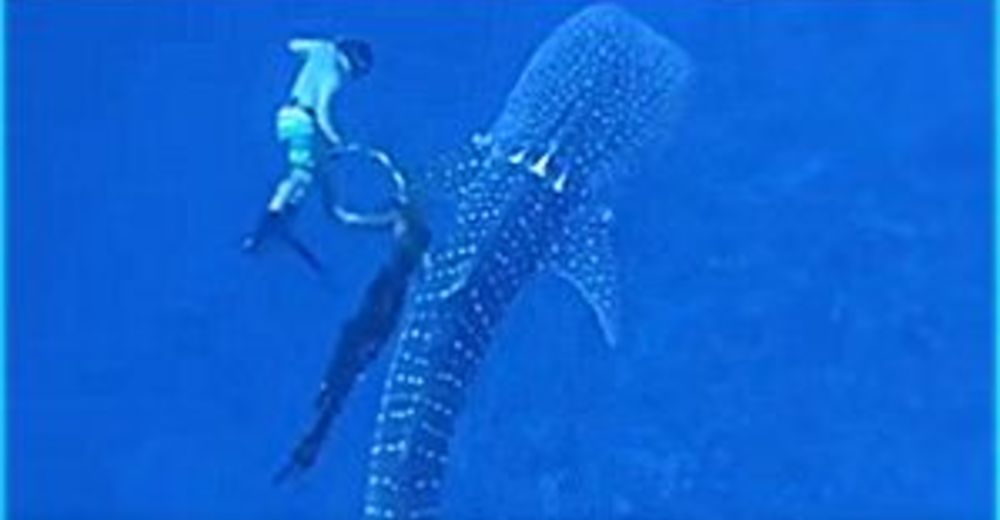 Una heroica familia arriesga todo para rescatar a un peligroso tiburón ballena a punto de morir Una heroica familia arriesga todo para rescatar a un peligroso tiburón ballena a punto de morir