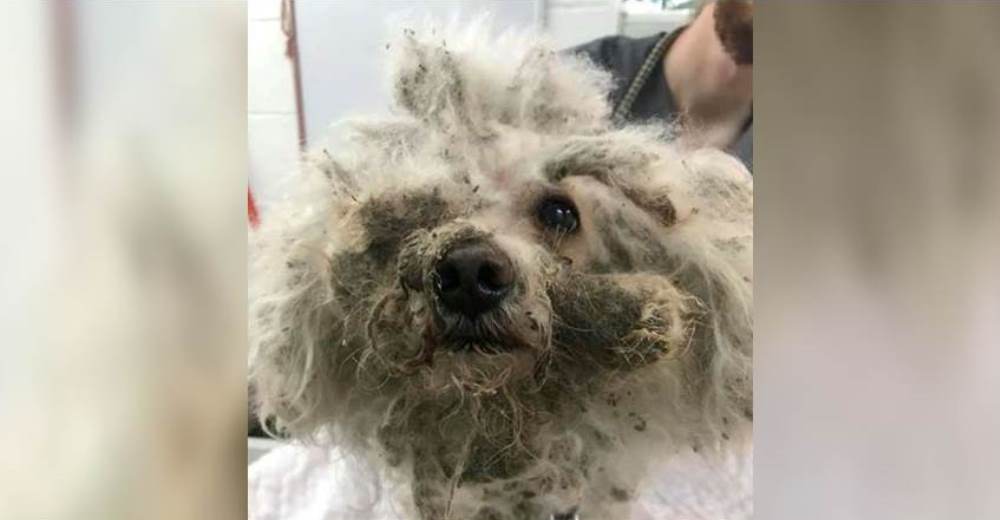 Totalmente enmarañado, este perro abandonado en su hogar sobrevivió bebiendo agua del retrete