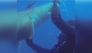 Un tiburón se acerca desesperadamente a un buzo para suplicarle ayuda urgente