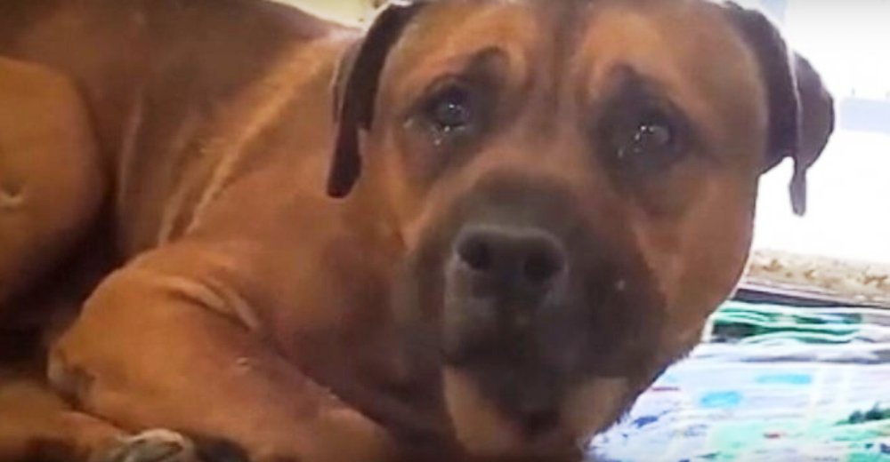 Perro llora desconsolado tras ser abandonado en un refugio y separado de su hermano