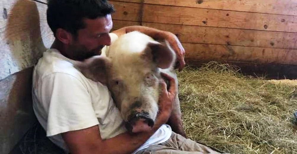 El cerdo que recorrió kilómetros para salvar su vida cae rendido ante el hombre que lo ayudó El cerdo que recorrió kilómetros para salvar su vida cae rendido ante el hombre que lo ayudó