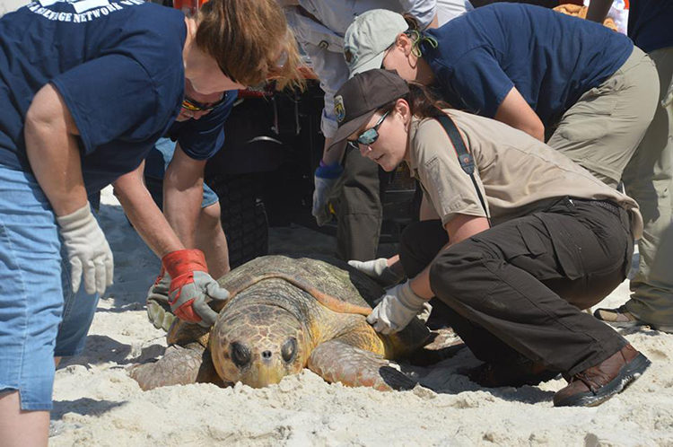 Tortuga Alabama