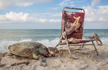 Tortuga Alabama
