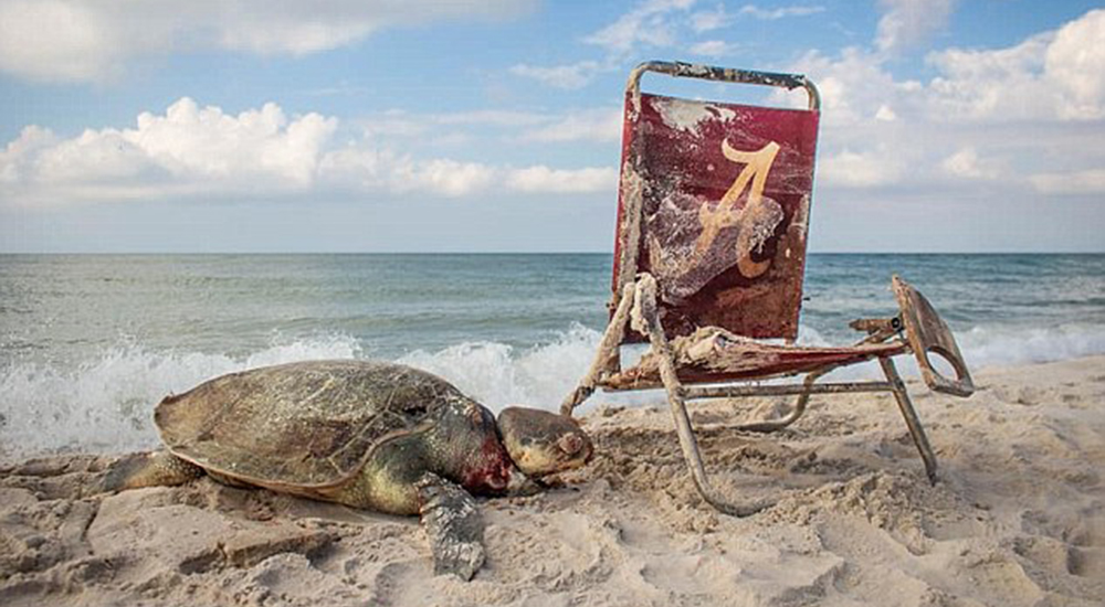 Una silla de playa acaba estrangulando a una inocente tortuga marina en las costas de Alabama Una silla de playa acaba estrangulando a una inocente tortuga marina en las costas de Alabama