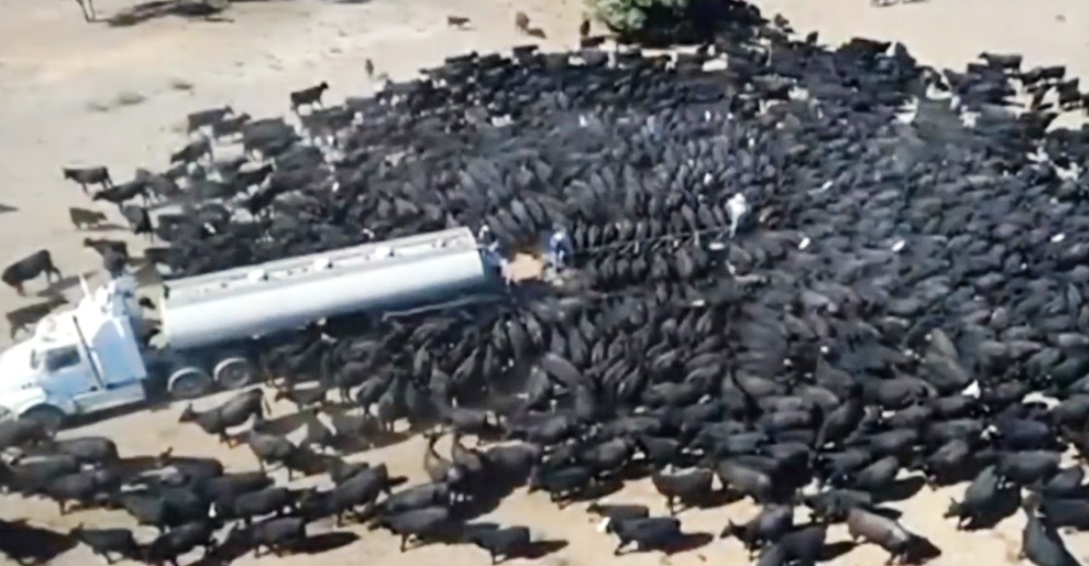 Cientos de vacas se abalanzan contra un camión cisterna de agua en la peor sequía de la historia