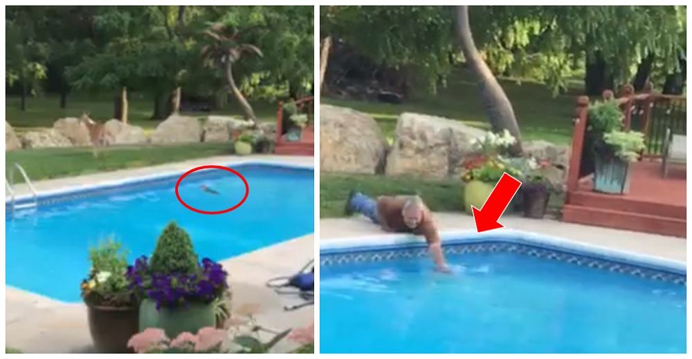 Venadito lucha por su vida en una piscina ante la impotencia de su mamá que lo llama desesperada Venadito lucha por su vida en una piscina ante la impotencia de su mamá que lo llama desesperada