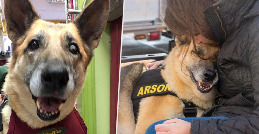 Tras un traumático pasado, un perro enfermo terminal logra completar la mejor lista de deseos Tras un traumático pasado, un perro enfermo terminal logra completar la mejor lista de deseos